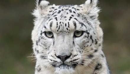Snow leopard 931222 1920