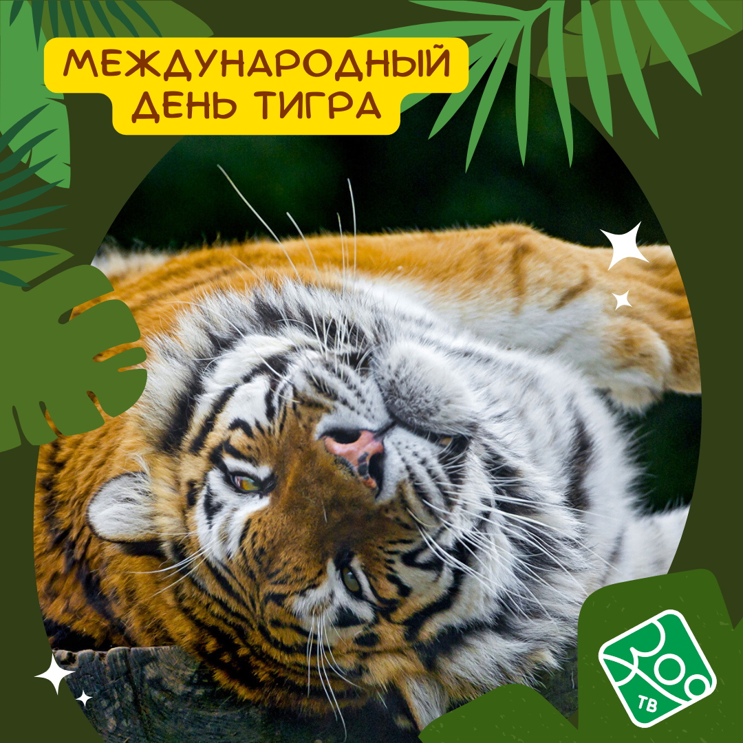 Зоо ТВ приглашает всех любителей дикой природы отметить Международный день тигра 29 июля! 