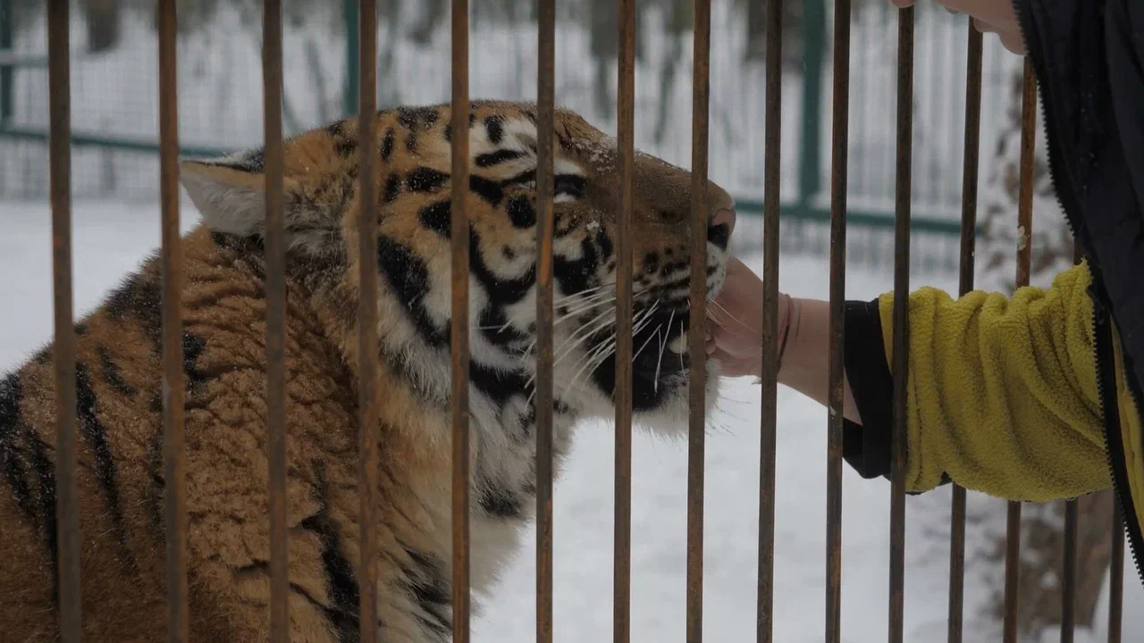 Быть человеком. 2 cезон. Приют диких кошек. ПРЕМЬЕРА! ЭКСКЛЮЗИВ!